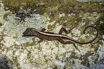 Image showing anolis sagrei, brown anole