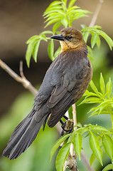 Image showing boat-tailed grackle,  quiscalus major