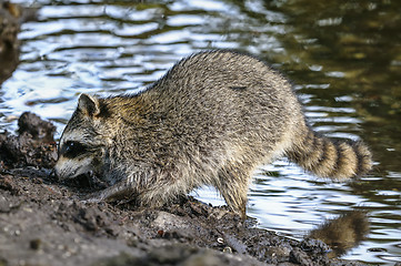 Image showing procyon lotor, raccoon