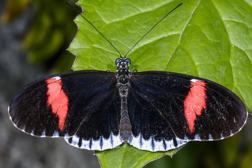 Image showing red postman, heliconius melpomene cythera 