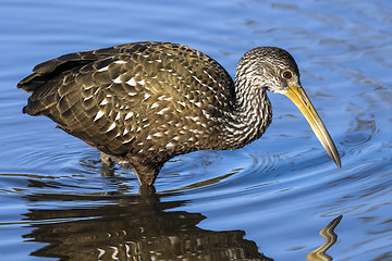 Image showing aramus guarauna, limpkin