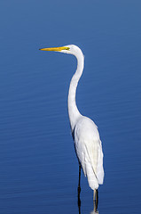 Image showing ardea alba, great egret