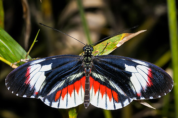 Image showing piano key, heliconius melpomene