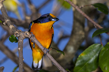 Image showing euphonia violacea, violaceous euphonia