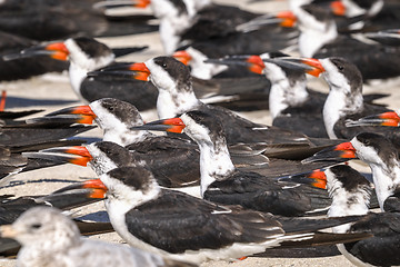 Image showing black skimmer, rynchops niger