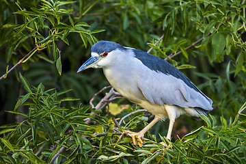 Image showing black-crowned night heron, nycticorax nycticorax