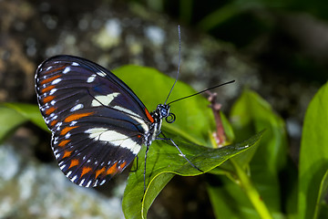 Image showing heliconius atthis