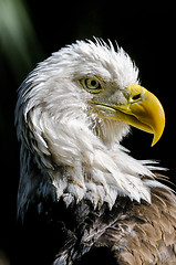 Image showing bald eagle, haliaeetus leucocephalus