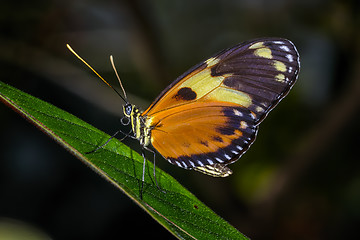 Image showing hecales longwing,  heliconius hecale