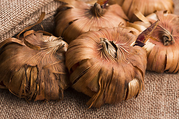 Image showing Gladiola bulbs ready to plant in the spring garden