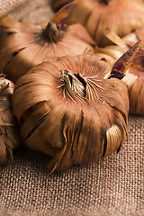 Image showing Gladiola bulbs ready to plant in the spring garden