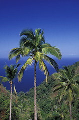 Image showing AFRICA COMOROS ANJOUAN