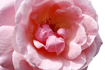 Image showing pink rose