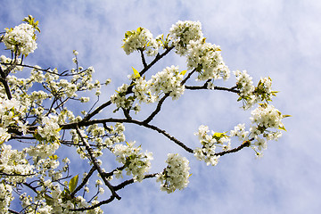 Image showing Cherry Blossoms