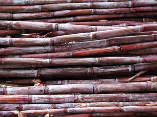 Image showing sugar cane