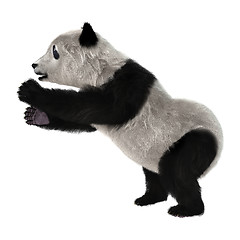 Image showing Panda Bear Cub