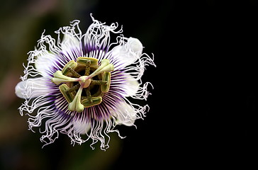 Image showing A passion flower