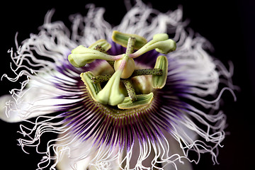 Image showing A passion flower