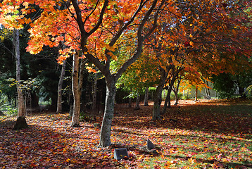 Image showing Autumn Peace