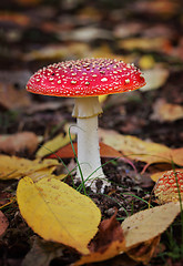 Image showing Amanita muscaria or Fly Agaric  toadstool