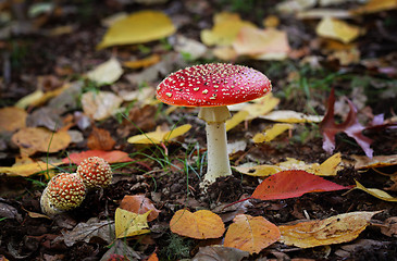 Image showing Fairytale Toadstool muchroom