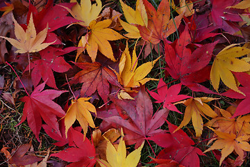 Image showing Autumn Leaves