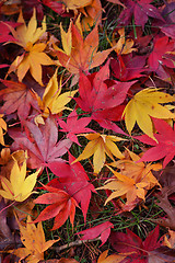 Image showing Autumn Leaves