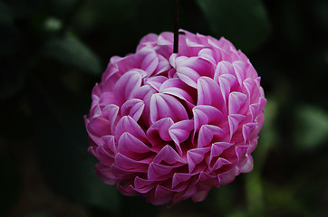 Image showing Dahlia  Le Batts Prime decorative type flower