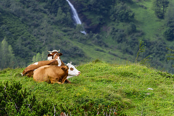 Image showing alp cows, großglockner