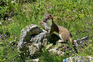 Image showing stoat at großglockner