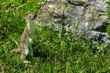 Image showing stoat at großglockner