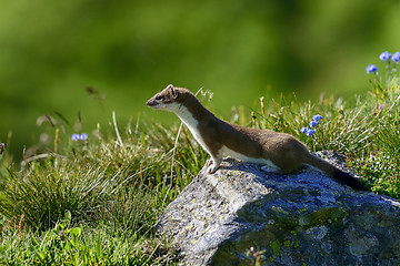 Image showing stoat at großglockner