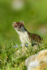 Image showing stoat at großglockner