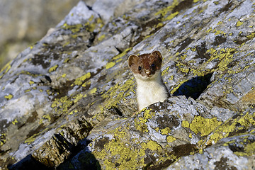 Image showing stoat at großglockner