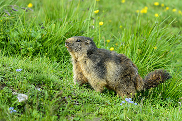 Image showing alpine marmot, großglockner