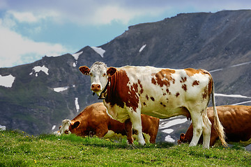 Image showing alp cows, grossglockner