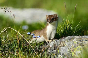 Image showing stoat at großglockner