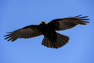 Image showing alpine chough, großglockner