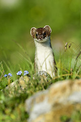 Image showing stoat at großglockner