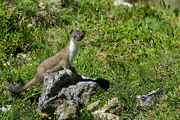 Image showing stoat at großglockner