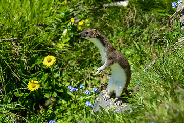 Image showing stoat at großglockner