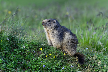 Image showing alpine marmot, großglockner