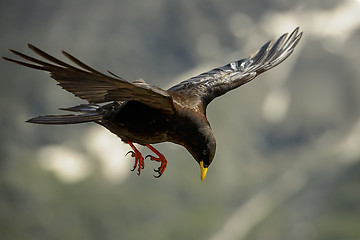 Image showing alpine chough, großglockner