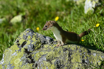 Image showing stoat at großglockner