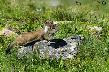 Image showing stoat at großglockner