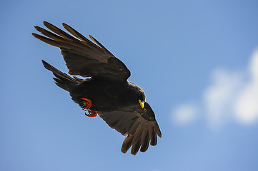 Image showing alpine chough, großglockner