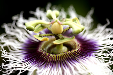 Image showing A passion flower