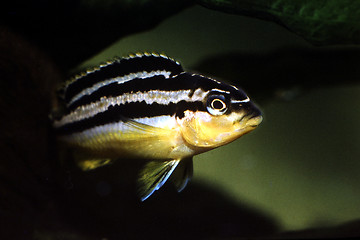 Image showing Golden Mbuna. Melanochromis auratus.
