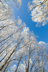 Image showing Tops of trees covered with hoarfrost against sky