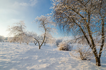 Image showing trees covered with hoarfrost against the  sky